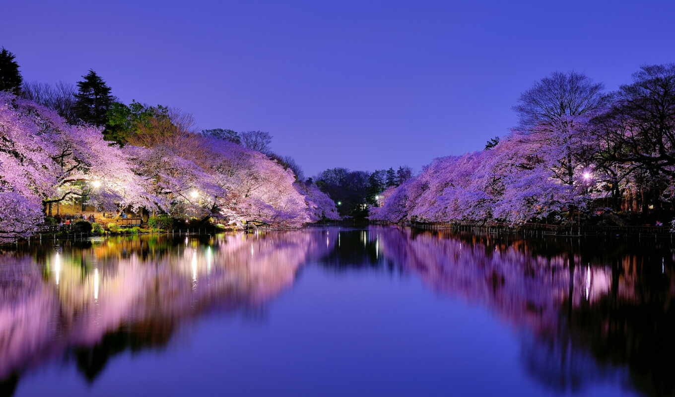 Сакура, япония, взгляд, цветение, hanami, японии, день, весеннего, равноденствия, 
