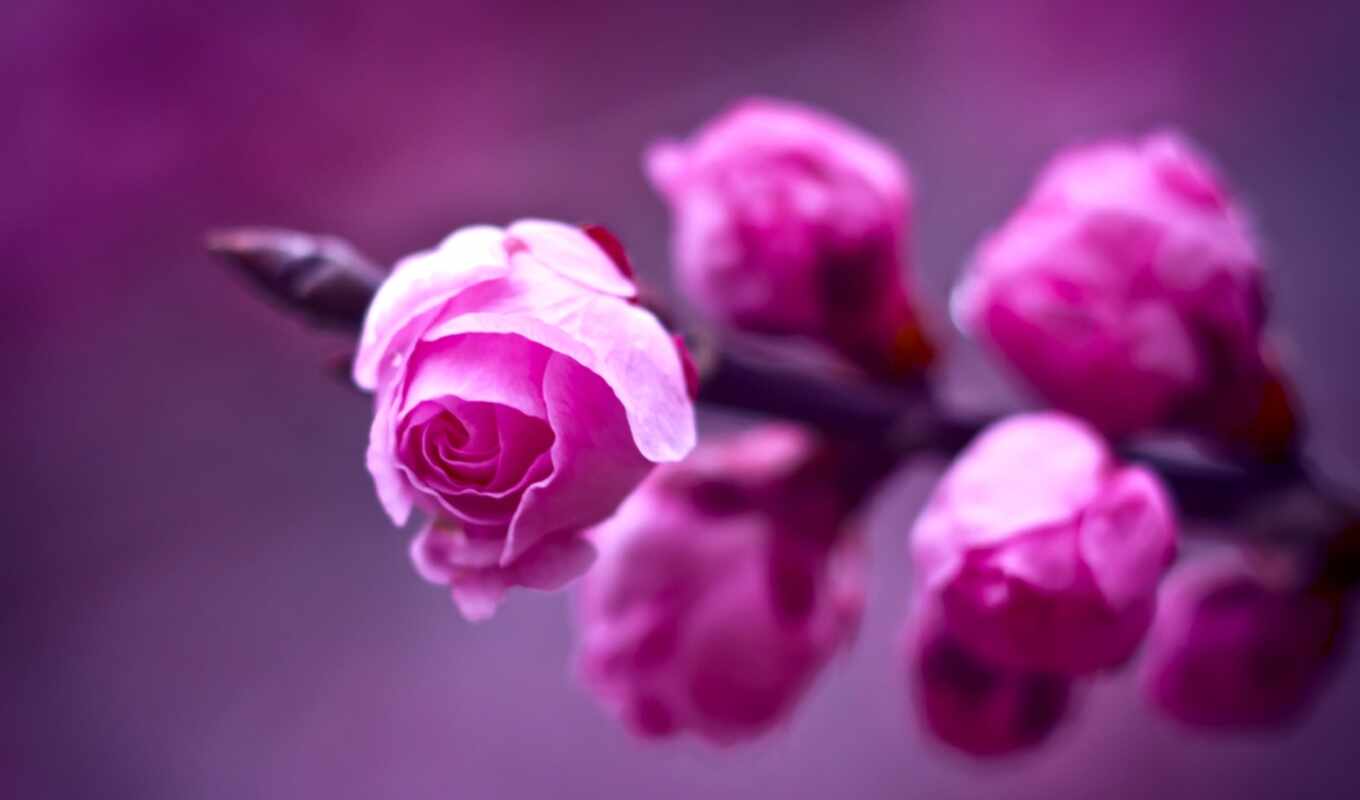 розовые, розы, branch, макро, роза, размытость, фиолетовый, цветы, розовая, розовый, 