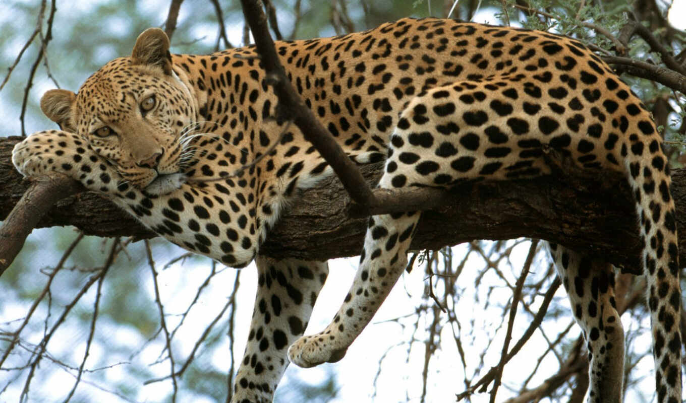 животные, sea, photos, леопард, животными, cat, leopards, леопарды, гепард, гепарды, lemon, resim, рысь, je, дереве, panther, дерева, animais, leopar, leopardo, леопардов, sydafrika, extinção, 