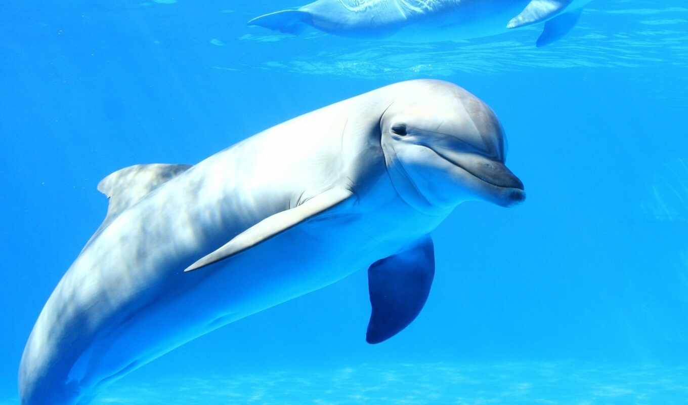 дельфины, дельфин, человека, живые, точно, ученые, видят, выяснить, 