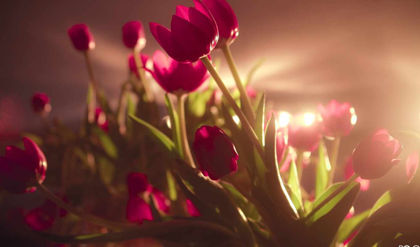 тюльпаны, цветы, tulips, flowers, 