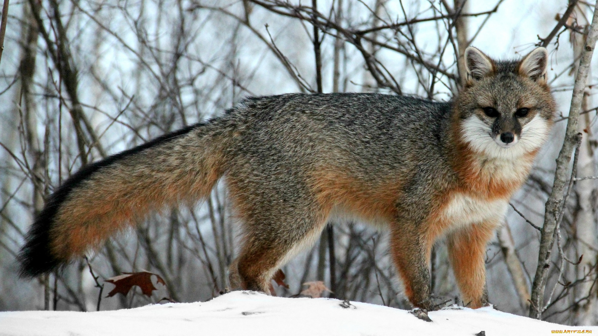 Grey fox