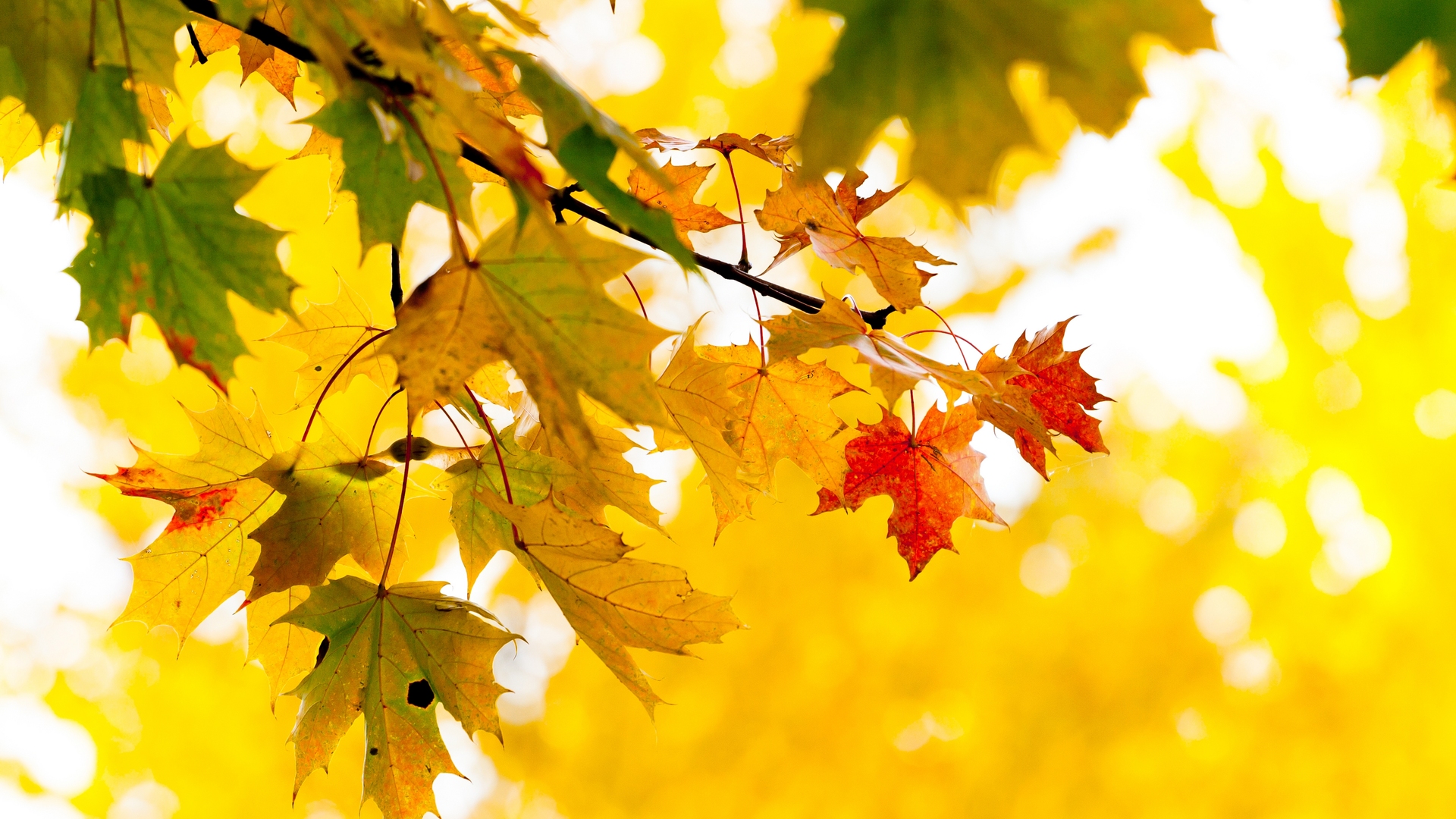 Осенние Листья Фото В Хорошем Качестве