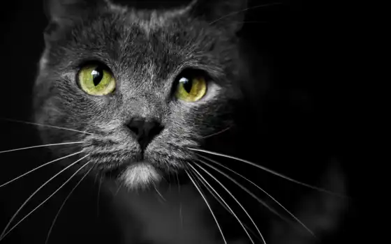 кошка, brisbane, коты, fon, hotel, глаз, мои, гость, черная, котик