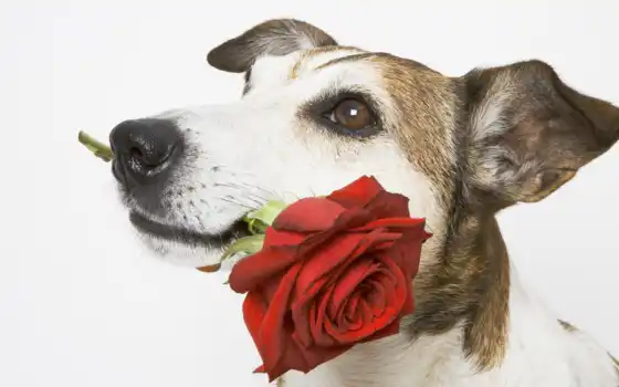 красивые, цветок, животные, nature, flowers, rose, animals, dogs, пес, подарок, roses, pets, 