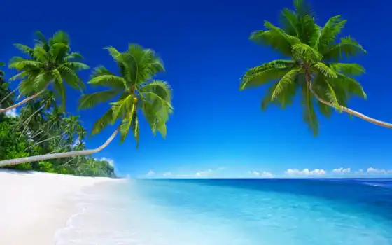 ,, тропическая зона, природа, небо, море, Карибский, растительность, пальма, вода, arecales, океан, пляж, 