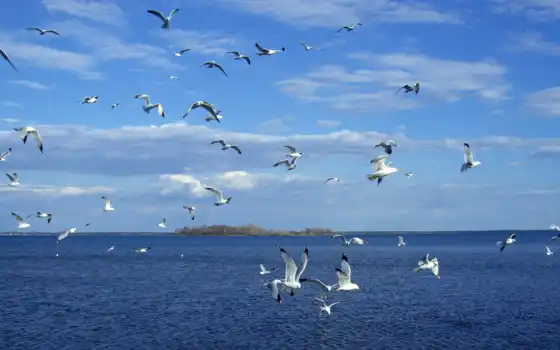 sea, wallpaper, природа, birds, обоев, seagulls, hd, 