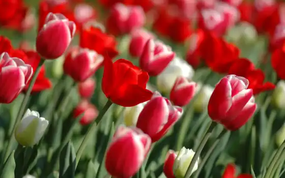 wallpaper, hd, tulips, wallpapers, red, spring, шпалери, tulipanes, artleo, ipad, pc, код, поле, цвітуть, тюльпани, квіти, 