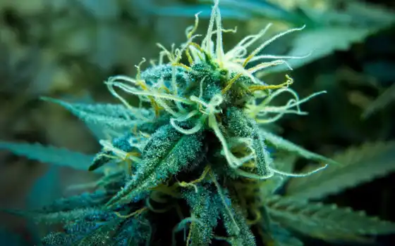 cannabis, marijuana, растение, 