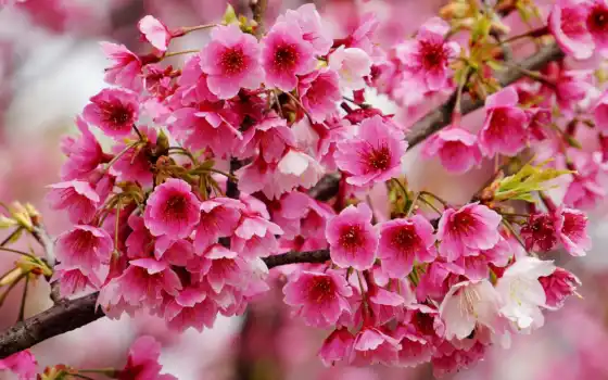 цветущая, сакуры, branch, разных, весной, православной, 