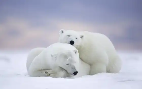 polar, медведь, bears, desktop, free, white, 