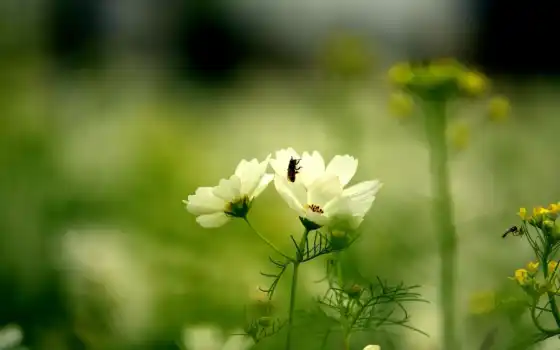 цветок, зелёный, белый, космея, лепестки, природа, трава, лето, пчела, поляна, цвет, 