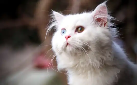 глазами, кот, white, разными, разноцветными, nice, 