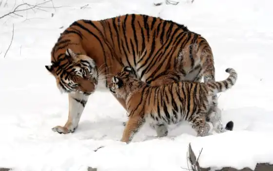 снег, тигр, тигренок, картинку, тигрица, тигры, картинка, мама, малыш, окрас, котенок, полоски, кошки, дикие, зима, мех, шерсть, tigers, прогулка, кнопкой, 