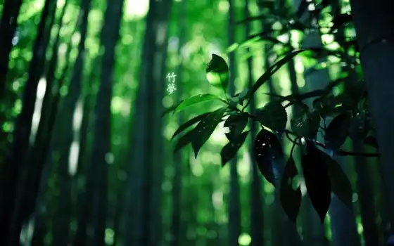бамбук, лес, иероглифы, зелёный, colour, природа, 