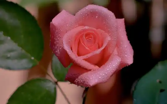 flowers, цветы, природа, роза, full, high, definition, 