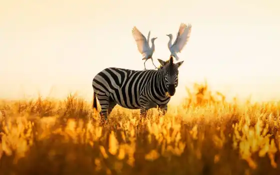 zebra, priroda, картина, декор, прикольный, птица, fond, юар, afrika, egipetskii, kartinka
