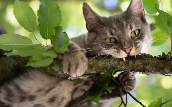 взгляд, кот, branch