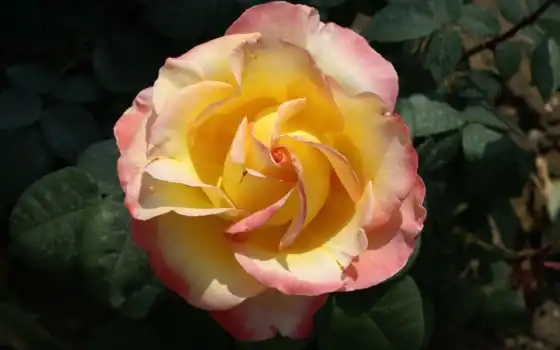 роза, red, resolution, high, розовый, фото, white, ría, 