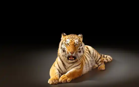 тигр, amur, хищник, кот, 