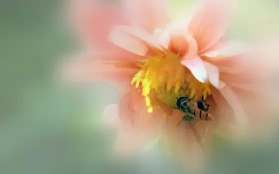 макро, цветок, пчела, картинка, 