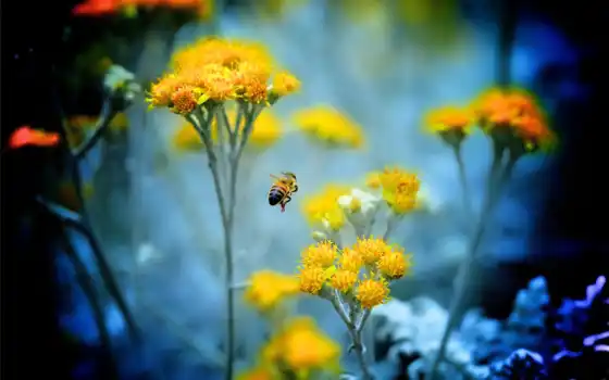 macro, цветы, пчела, マクロ, 