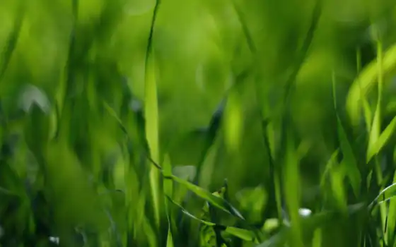 поле, стебельки, макро, трава, зелёный, grass, wallpaper, nature, природа, 