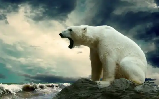 медведь, white, polar, сидит, медведи, красивый, смотрит, камне, море, 