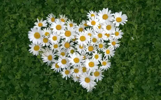 цветы, love, full, картинку, белые, листья, трава, влюбленных, сердце, day, был, ромашки, valentines, любви, 