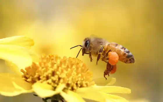 makro, пчела, насекомое, цветок, 