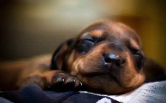 собака, сон, щенок, спит, пес, морда, картинка, 