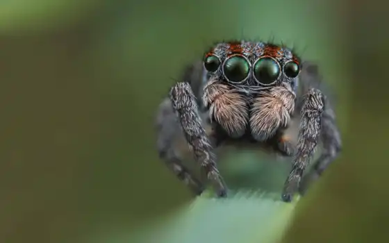 паук, прыжок, wikipediajump, fact, cute, arachnid, planet