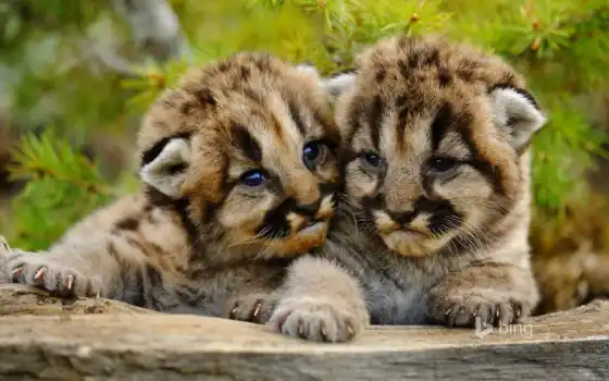 lion, гора, puma, cubs, cougar, 