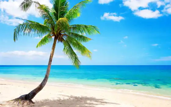 море, тропики, пляж, tropical, palm, рай, summer, ocean, emerald, 