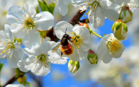 пчелка, мед, цветы, white, насекомое, yellow, petaled, branch