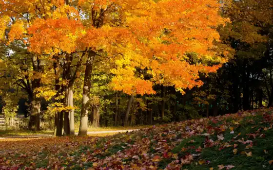 autumn, осень, деревья, покров, листва, wallpaper, colors, впереди, природа, and, time, desktop, fall, wallpapers, картинка, картинку, 