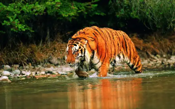 desktop, картинку, hinh, nen, download, вода, мире, тигры, animals, амурский, суматранский, tiger, animal, тигра, мокрый, hunting, tigers, бенгальский, тигров, китайский, южно, девять, насчитывается, малайский, подвидов, 