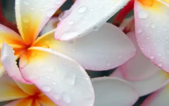 plumeria, wallpaper, flower, hd, page, макро, капли, белый, white, download, 