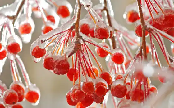 зима, природа, ветки, ягоды, мороз, макро, красные, холодно, лед, мюркш, картинка, льдом, ipad, 