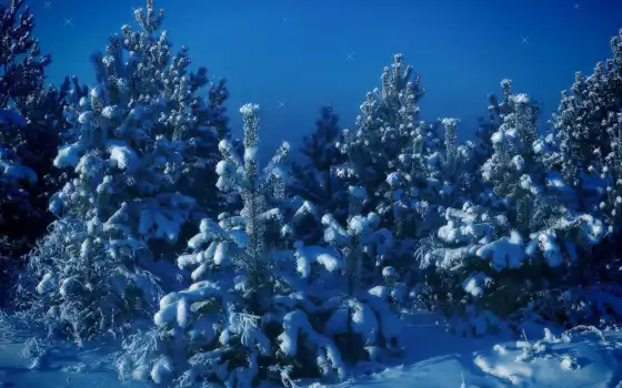 обои, зима, снег, елки, деревья, синий, горы, ночь