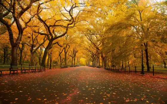 обои, природа, листья, осень, парк, дере, 