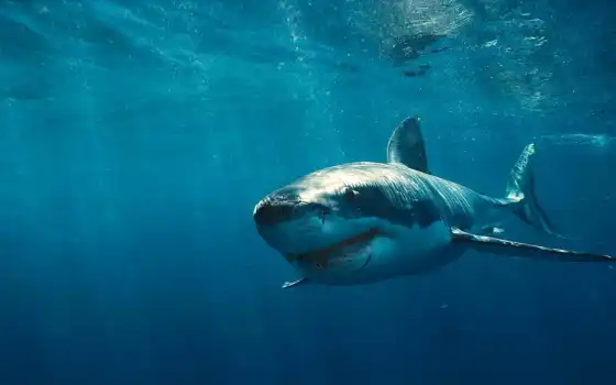 акула, fact
