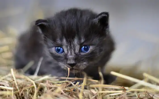 котенок, глаз, blue, кот