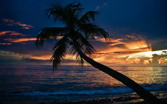 palm, закат, пляж, море, 