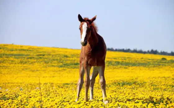 поле, лошадь, лошади, небо, животные, жеребенок, лошадей, цветы, 