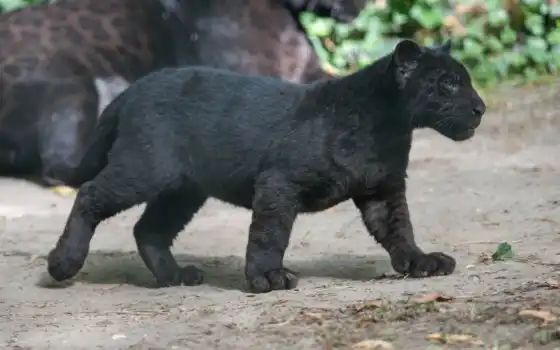 jaguar, пантера, black, кот, дикая, 
