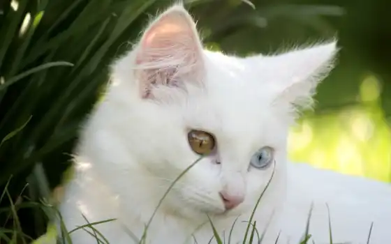 кот, white, глаз, krasivostus, pic