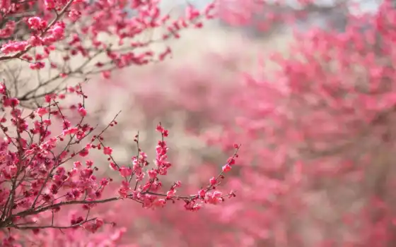 сакур, japanese, цветы, цветение, branch, лепестки, cherry, природа, розовый, stunt, Сакура