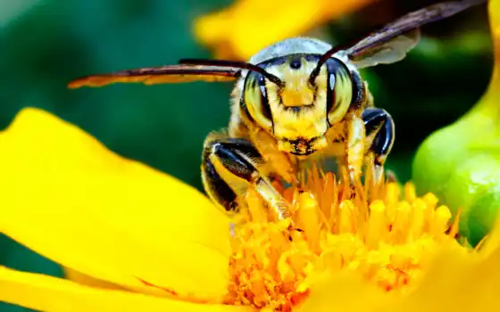 тычинки, пчела, нектар, цветок, желтый, лепестки, насекомое, пестик, картинка, картинку, 
