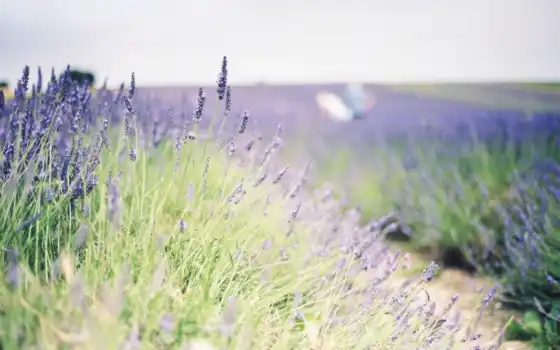 цветы, lavender, цвета, поле, зелёный, растение, 
